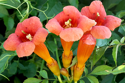 Trumpet Creeper Vine