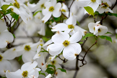 Dowdwood tree blossoms