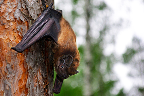 Bat hanging on the side of a tree