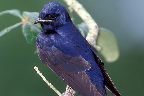 Purple Martin