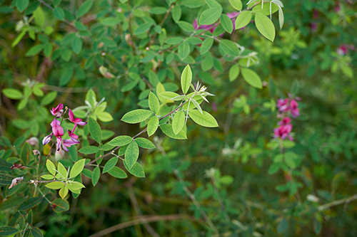 Lespedeza