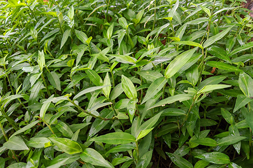 Japenese stiltgrass