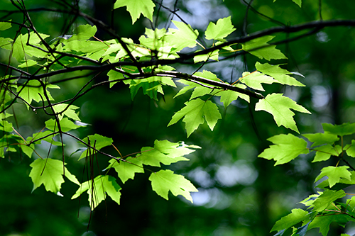 Red Maple Tree