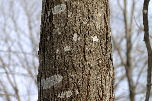 Sugar Maple