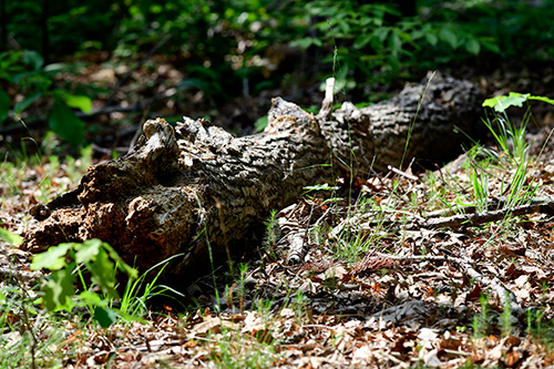 Remains of a tree laying on the ground