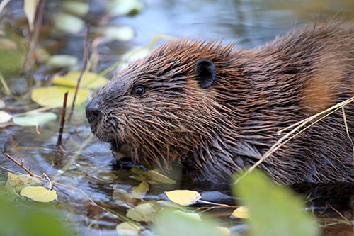 Beaver