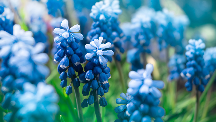 close up blue muscari flowers in green grass