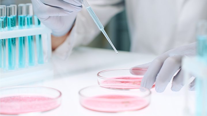 Gloved hands of modern scientist adding drop of liquid from flask in petri dish containing pink substance from plastic pipette