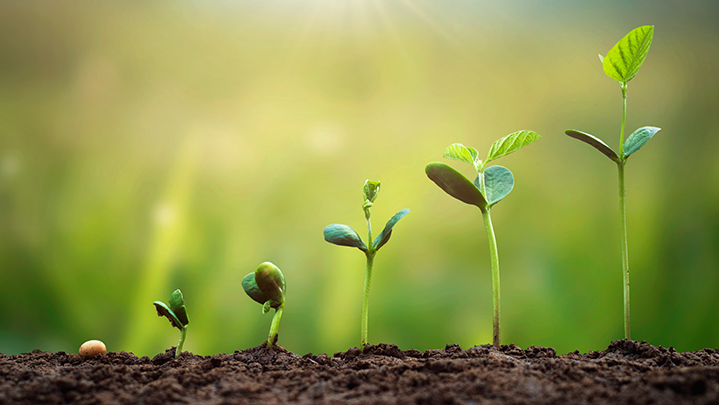 plant growth cycle from seed to plant