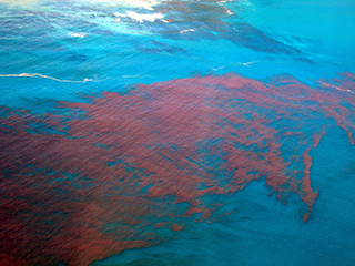 red tide in water