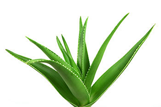 close up of green aloe vera plant leaf
