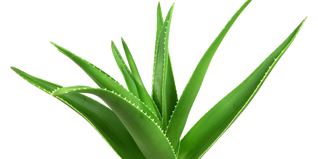 National Institute of Environmental Health Sciences Aloe Vera
