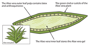 National Institute of Environmental Health Sciences: Aloe Vera