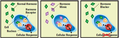 Endocrine Disruptor effect on hormones