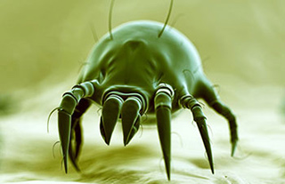 miscroscopic view of a dust mite