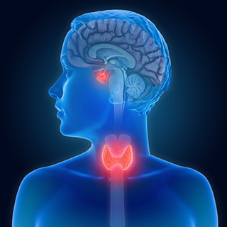 thryoid gland highlighted on body