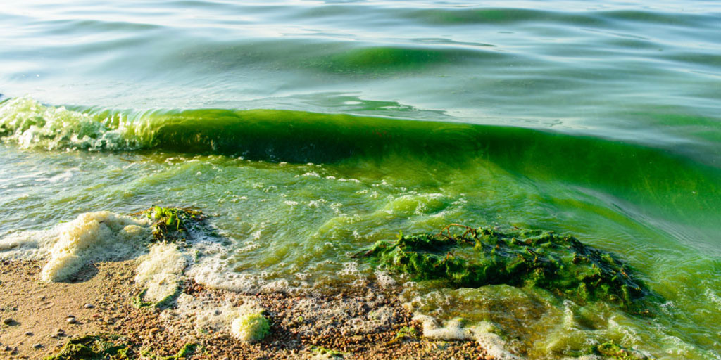 National Institute of Environmental Health Sciences: Algal Blooms