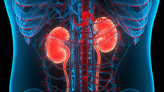 Human Urinary System Kidneys Anatomy