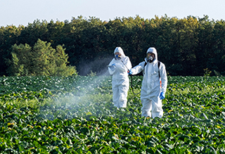 Two workers spraying pesticide on field with harvest