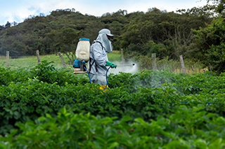 Se fumigan pesticidas en los cultivos