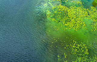floración de algas nocivas