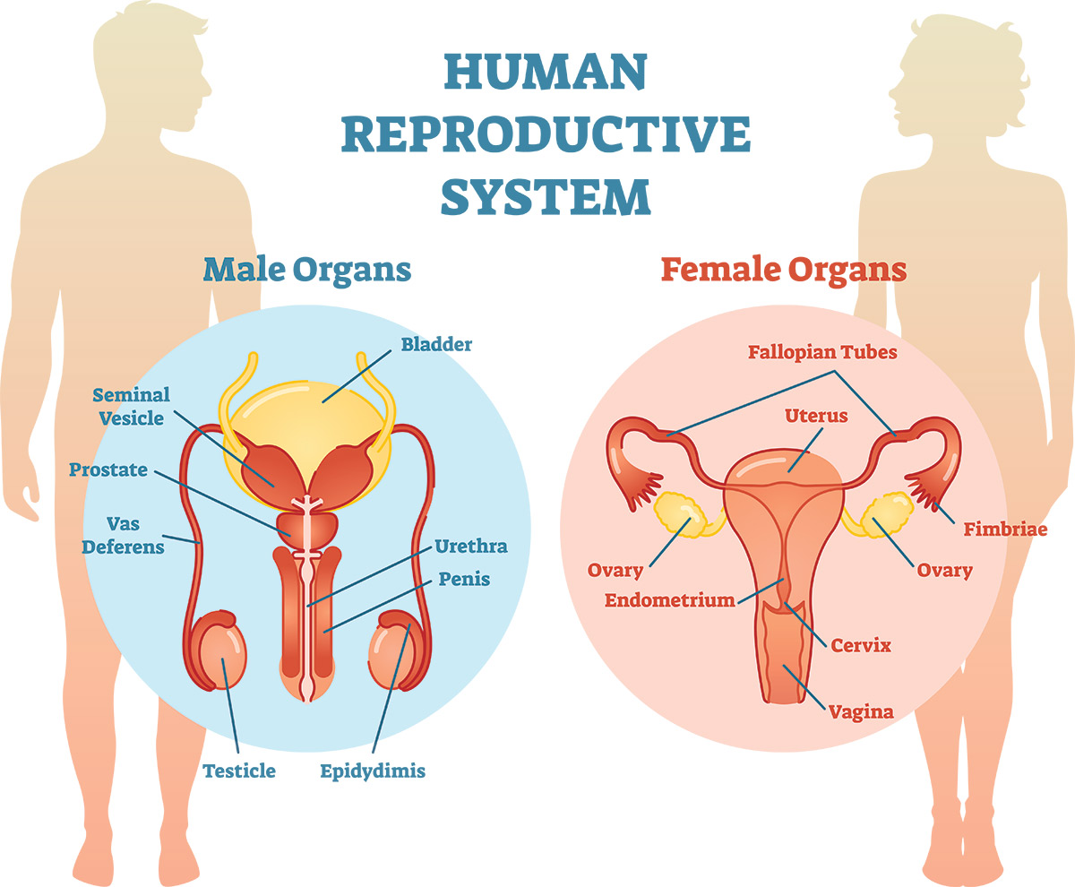 Human Reproductive System / Male and Female Organs