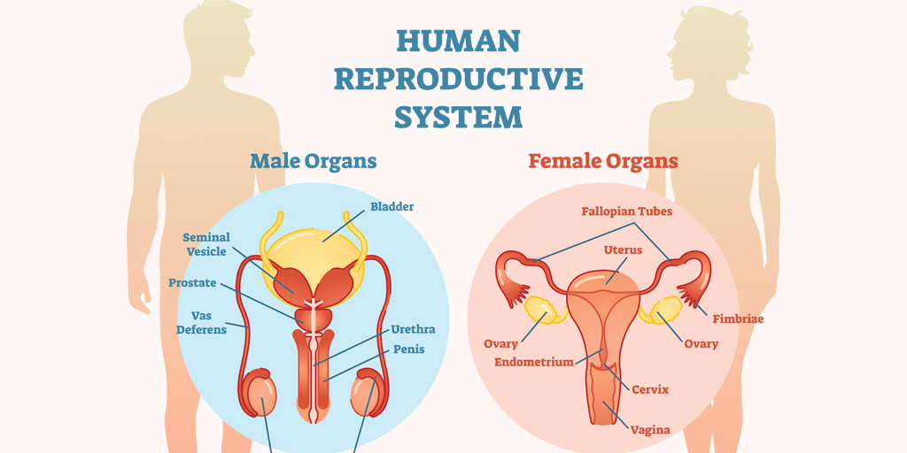 Body Composition Scan - Center for Reproductive Medicine and