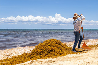 Sargassum