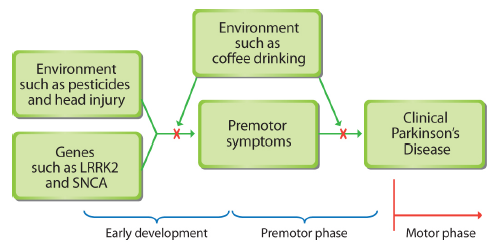 Some of the risk factors and premotor symptoms that may be involved in Parkinson's
