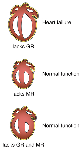 Diagram of normal function in heart versus failure