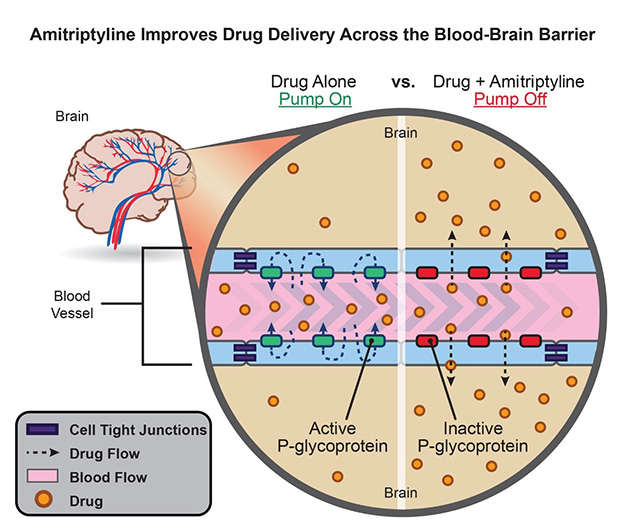 Amitriptyline improves drug delivery across the blood-brain barrier