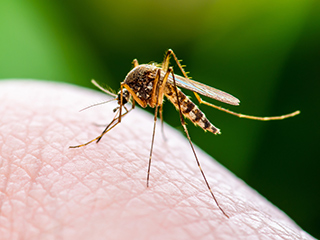 Disease-carrying mosquitos may be averted from biting people by products made with graphene
