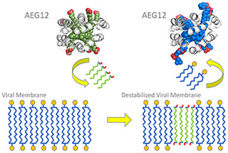 graphic display of the mosquito protein AG12 with its viral membrane intact (left) and with a destabalized viral membrane (right)