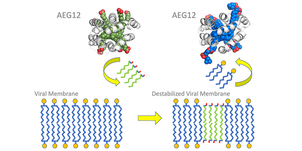 Study of Mosquito Protein Could Lead to Treatments Against Life-threatening Viruses