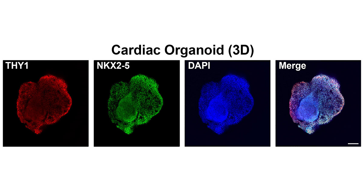 New 3D Model Shows How Cadmium Exposure May Affect Heart Development