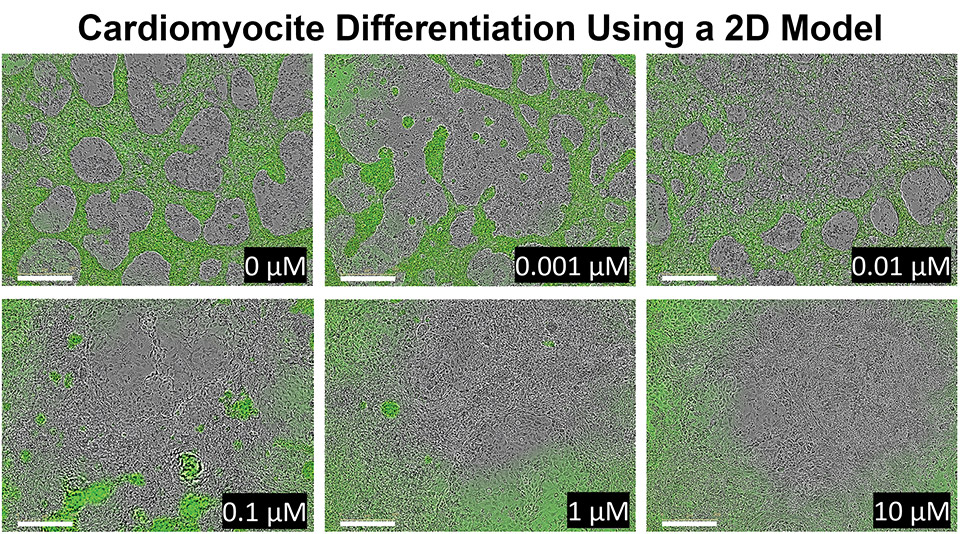 Shown in the six panels is the 2D model showing how the pluripotent stem cells react to human relevant doses of cadmium over 8 days