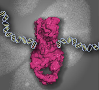 TOP2 DNA-protein cross-link bound to DNA