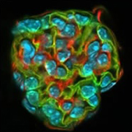Mouse kidney capillaries, known as glomerulus, labeled with Alexa 488, Alexa 594,a and DAPI