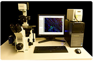 Inverted epifluorescent microscope