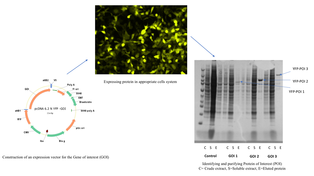 A flow diagram showing 3 steps of protein expression
