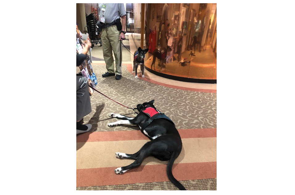 2019 Hero Dogs, Inc. at Veterans Day Celebration