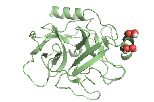 Trypsin with borate