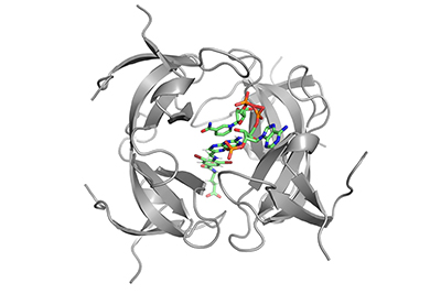 Dihydrofolate reductase R-67