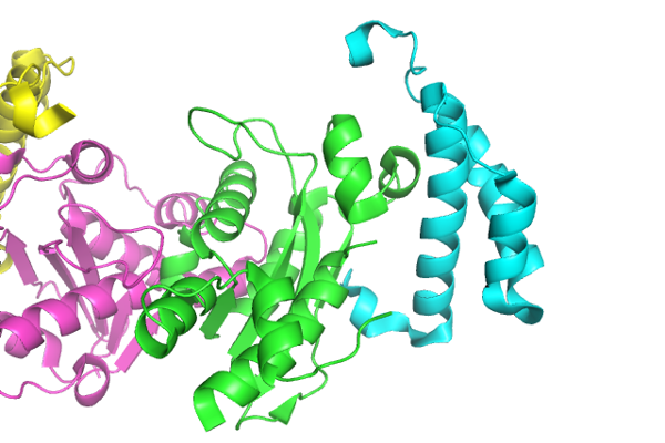 E. coli Pol III epsilon: HOT complex