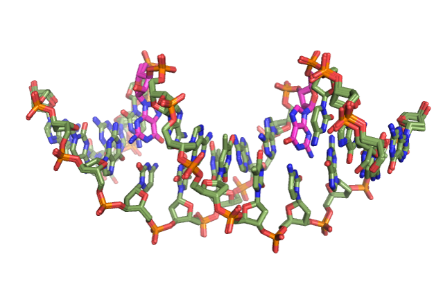 Ribonucleotide incorporation into DNA