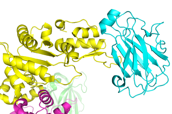 XRCC1 NTD reduced, bound to pol beta