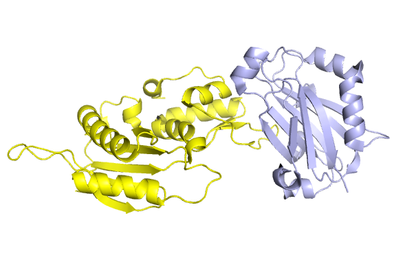 XRCC1 NTD oxidized, bound to pol beta