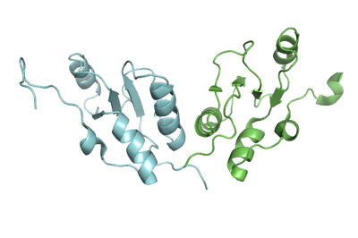 XRCC1 BRCT domain 2