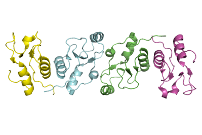 complex of XRCC1 and DNA ligase III-alpha BRCT domain