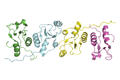 XRCC1 bound to DNA ligase